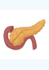 Rabbit Tissue pieces and blocks - Pancreas