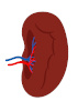 Human Tissue pieces and blocks - Spleen