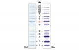 Protein Ladders