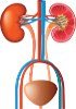 Urinary system - Human RNA