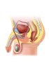 Male reproductive system - Human RNA