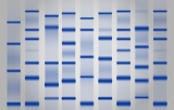 Molecular weight ladders