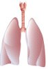 Rat Primary cells - Pulmonary system