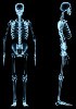 Human cDNA Skeletal system