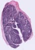 Human primary cells - Tonsils