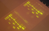 SYBR nucleic acid gel stain