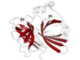 Proteases