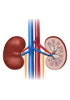 Rabbit Tissue pieces and blocks - Kidney