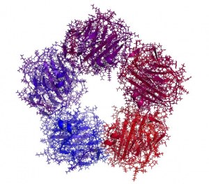 Complement system