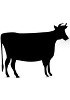 Bovine Genomic DNA 