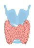 Thyroid