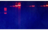 Ethidium Bromide nucleic acid stain