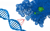 Protein transfection reagents