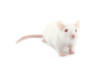 Mouse TARGATT