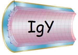 Servicio a medida : Purificación específica de IgY