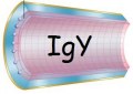 Servicio a medida : Purificación específica de IgY