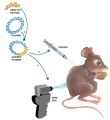 Servicio a medida : Producción de monoclonales de ratón tras inmunización genética