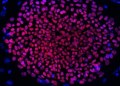 Custom service: Pluripotency Marker Assay