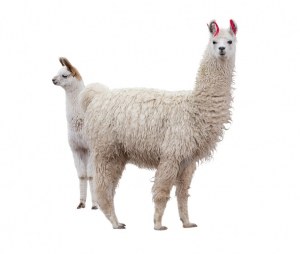 Servicio a medida : Producción de monoclonales de llama