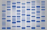 Western Blot substrates