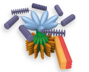 Inflammasome