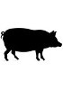 Porcine Genomic DNA 