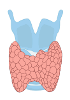 Thyroid gland Genomic DNA